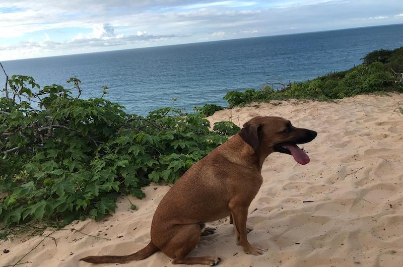 How to Travel Abroad With A Dog A StepbyStep Guide