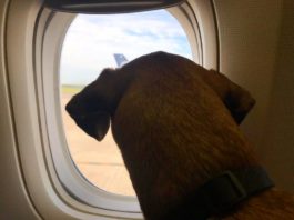 How to Travel Abroad With A Dog