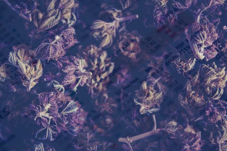 How to Trade the Marijuana (Cannabis) Stock Index