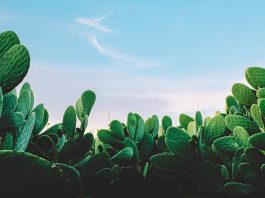 Peyote the Magic Cactus - What Is Peyote? Experience, Benefits, and Side Effects