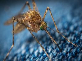 13 facts you may not know about mosquitoes