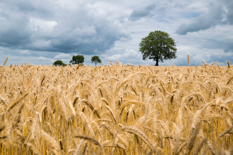 Grains