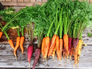 Root Vegetables superfood