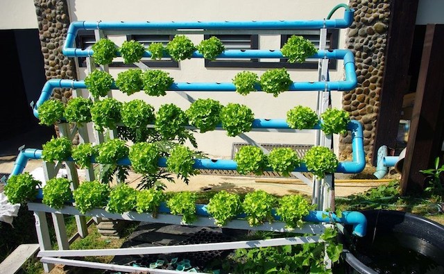 Simplified Outdoor Systems Hydroponic