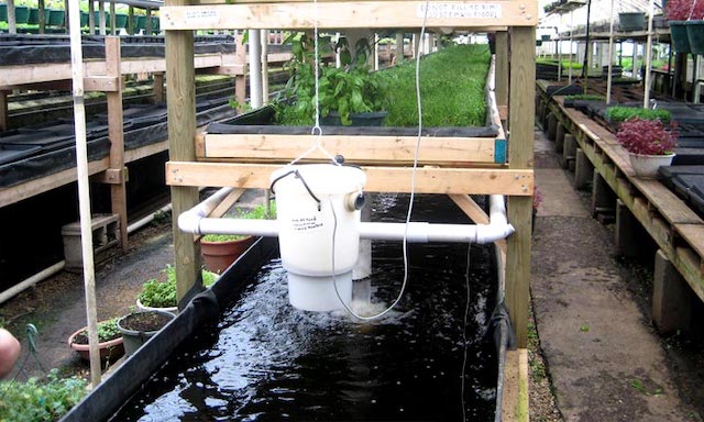 Outdoor Aquaponics Systems