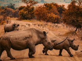 What Are Rhino Horns Used for?