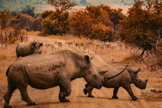 What Are Rhino Horns Used for?