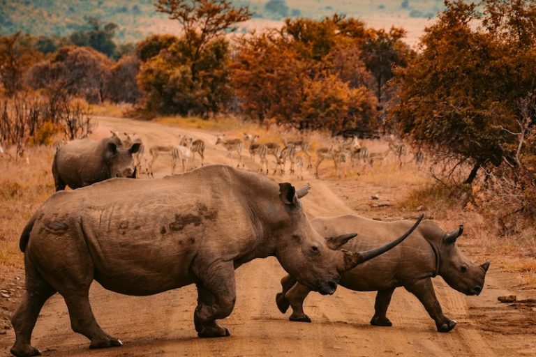 What Are Rhino Horns Used for?