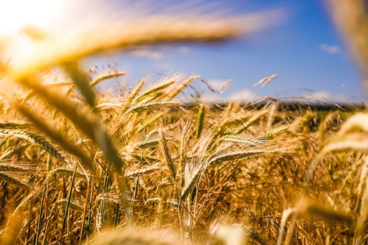 The Inflation of Food Prices - How Can It Be Stopped?
