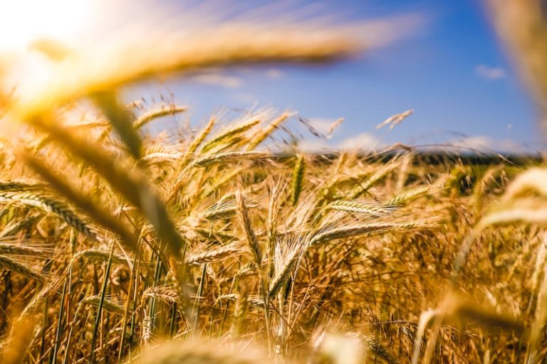 The Inflation of Food Prices - How Can It Be Stopped?