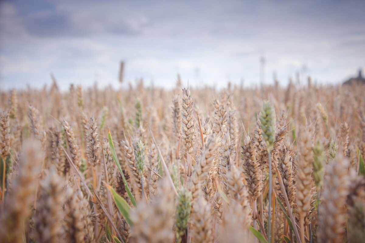 Wheat Price Analysis: Black Sea War, Drought, and What Comes Next